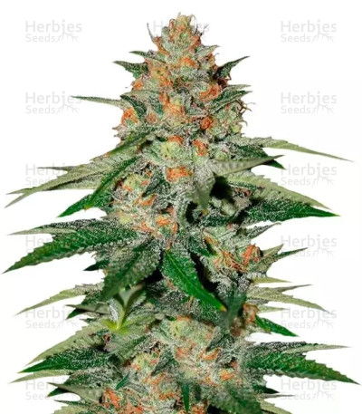 Delicious Candy — Delicious Seeds