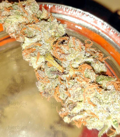 BlackJack — Nirvana Seeds