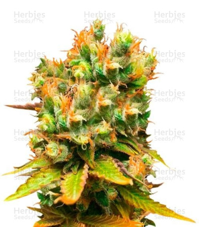 Honeybells CBD