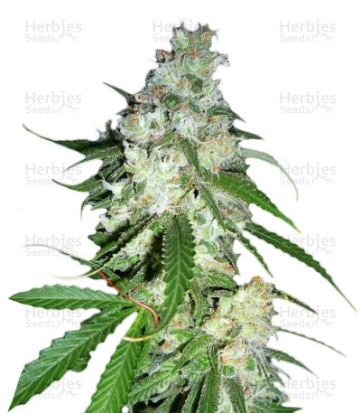 Power Kush