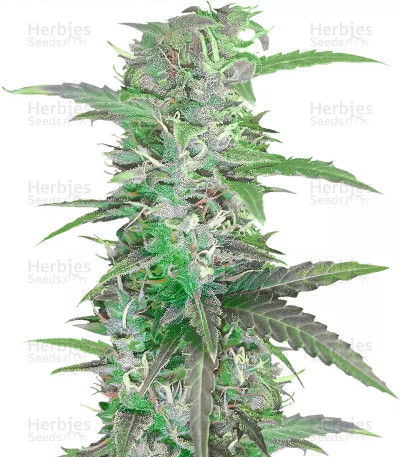 Speed Bud Auto