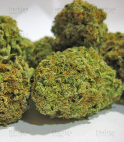 Hammershark — Resin Seeds