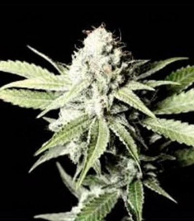 VIP Auto — VIP Seeds