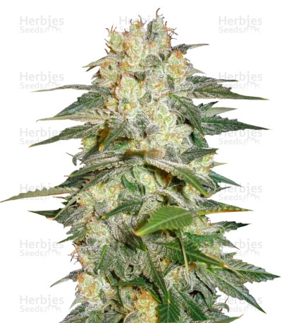 Afghan Kush Ryder
