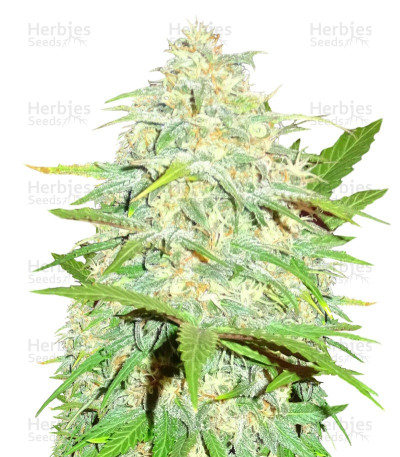 Cali Gangsta Kush