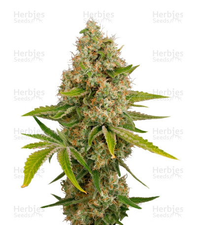 OG Kush Autoflowering — Dinafem Seeds