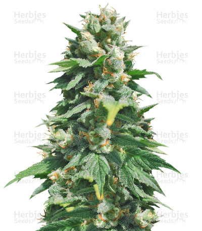 Santa Maria Auto — Sumo Seeds