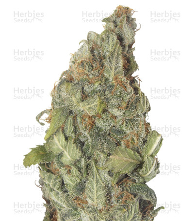 Vision Critical — Vision Seeds