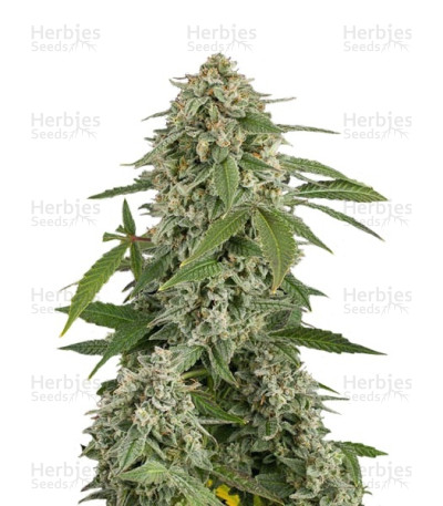 White Widow Autoflowering — Dinafem Seeds