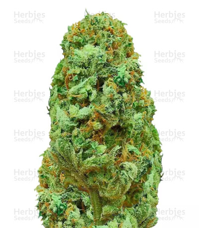 Amnesia Ganja Haze — Sumo Seeds