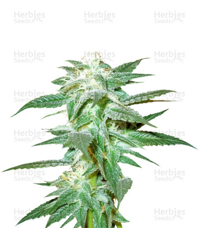 Kushberry