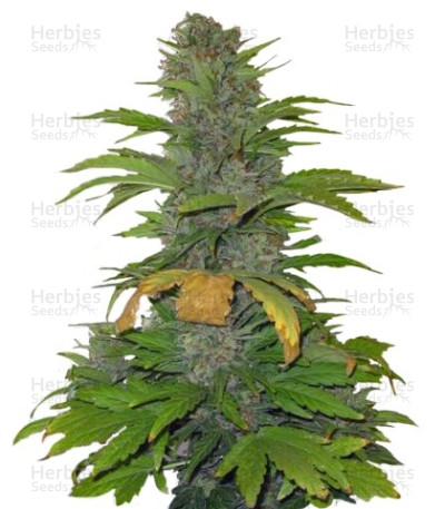 Speed Devil #2 Auto