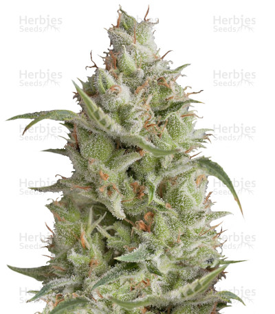 Sumo's OG Kush