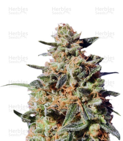 White Domina Max Auto