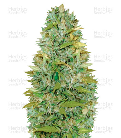 Biggest Bud Auto