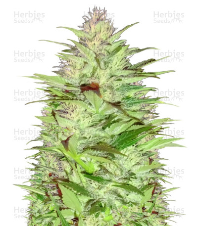 Critical Chronic Auto — Sumo Seeds