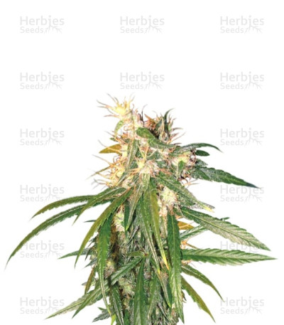 Hashplant Haze — DNA Genetics