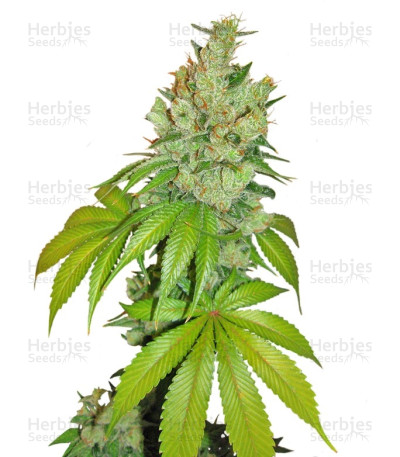 Kushberry