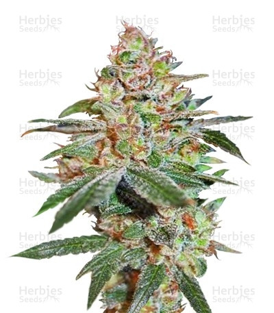 Skunk XXX