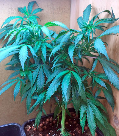 White Domina — Kannabia Seeds