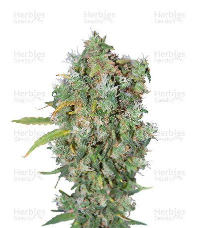Burmese Kush