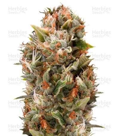 Chemdawg