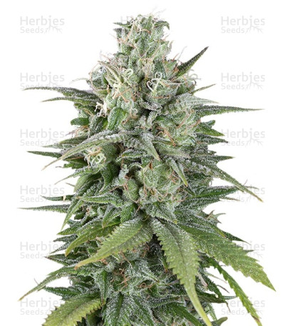 UK Cheese Auto