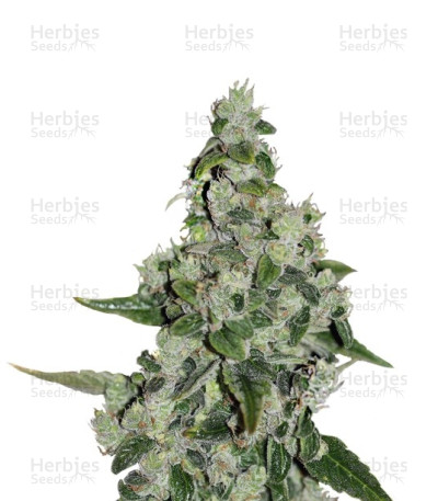 Ultra Sour Kush