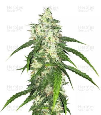 Swiss Cheese Auto