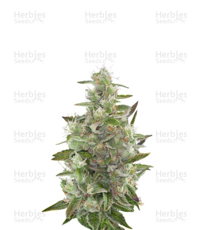 Cheese Autoflowering — Dinafem Seeds