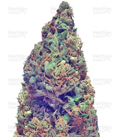 Deep Purple Haze