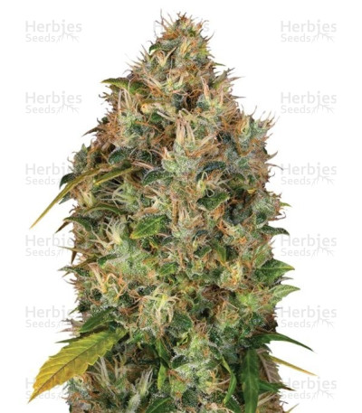 Dutch Kush