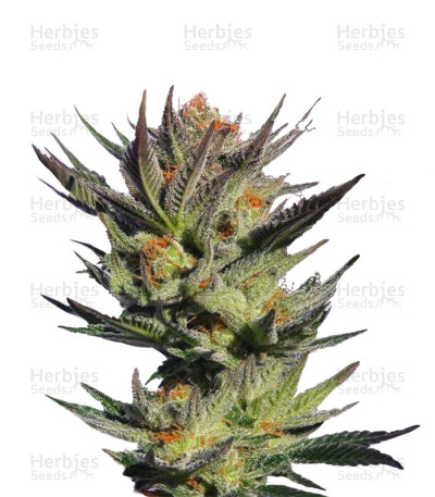 Gypsy Kush