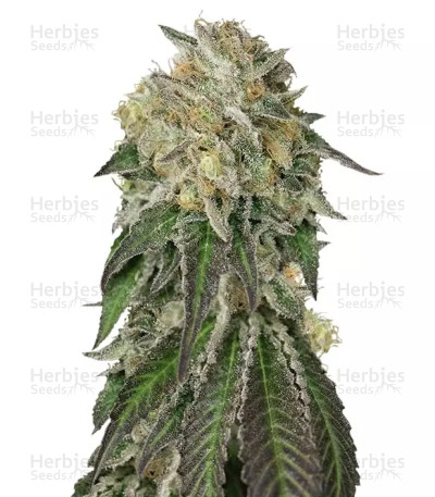 Amherst Sour Diesel — Humboldt Seeds Organization