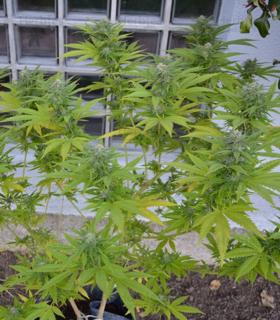 Critical — Royal Queen Seeds