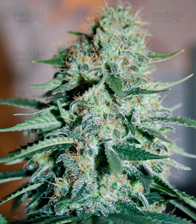 Original White Widow IBL — Paradise Seeds