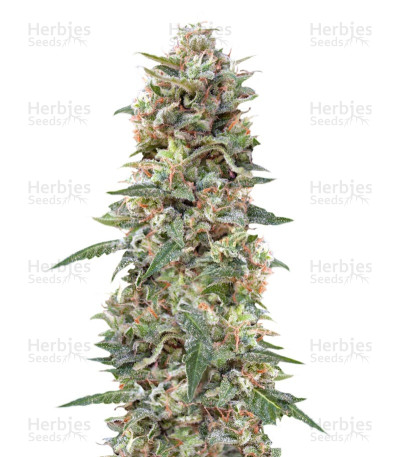 California Kush