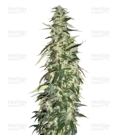 Puna Budder — T.H. Seeds