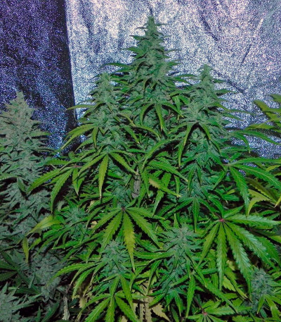 Blue Auto Mazar — Dutch Passion