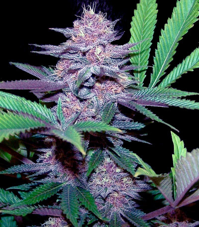 Blue Dream Auto — Humboldt Seeds Organization
