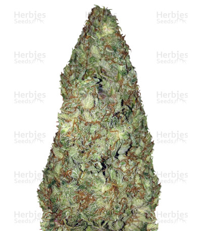 Old Afghani — Sumo Seeds