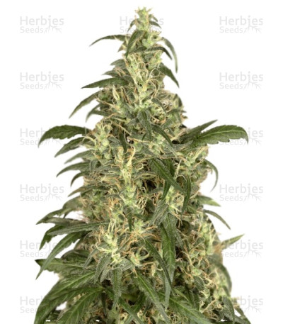 Skunk