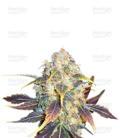 White Berry