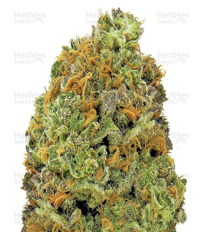 Wipeout Express Auto