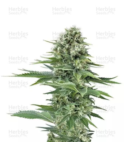 Power Flower — Royal Queen Seeds
