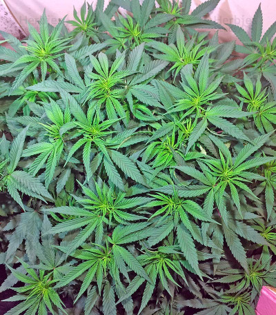 Lemon Garlic OG — Humboldt Seeds Organization