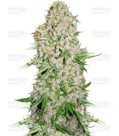 Buy Skunk Special feminized seeds by Female Seeds - Herbies