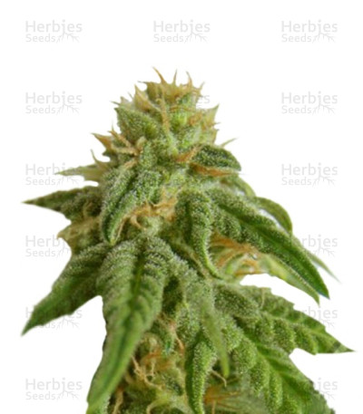 Afrodite Max Auto