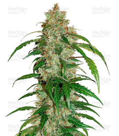 White Widow Auto CBD