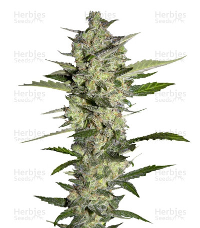 Flowerbomb Kush